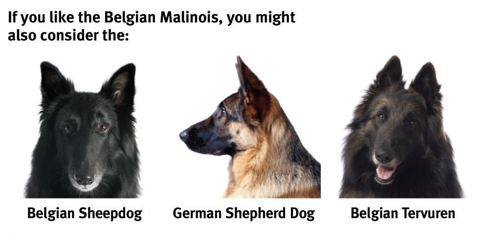 Are Belgian Shepherds The Same As Belgian Malinois